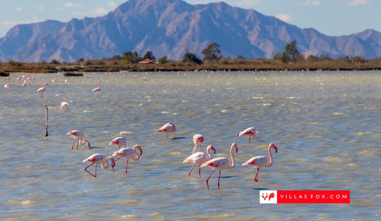 1340_37-flamingoes-salt-lake-alicante-costa-blanca-villas-fox